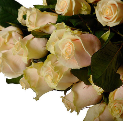 Talea Rose 4 Flower delivery