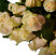 Talea Rose Flower delivery foreshortening Talea Rose 4 Flower delivery foreshortening