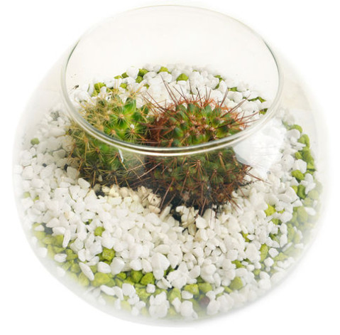 Florarium 2 Flower delivery