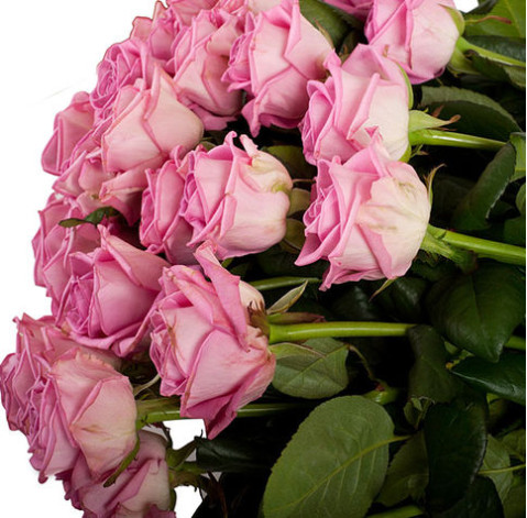 Rose Aqua 2 Flower delivery