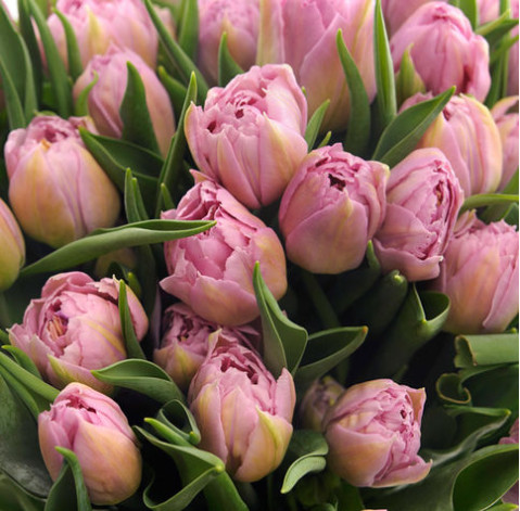 Тюльпан пионовидный Дабл Прайс 4 доставка цветов