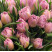 Тюльпан пионовидный Дабл Прайс доставка цветов ракурс Тюльпан пионовидный Дабл Прайс 4 доставка цветов ракурс