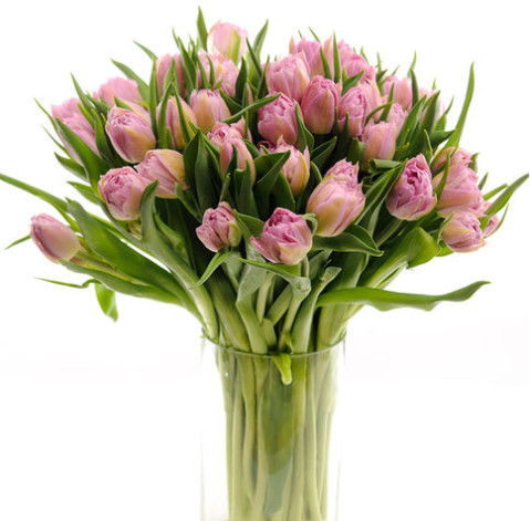Тюльпан пионовидный Дабл Прайс доставка цветов
