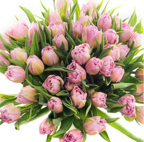 Тюльпан пионовидный Дабл Прайс 3 доставка цветов