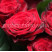Миллион алых роз доставка цветов ракурс Миллион алых роз 3 доставка цветов ракурс