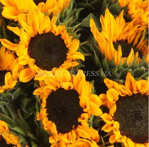 Подсолнух 3 доставка цветов