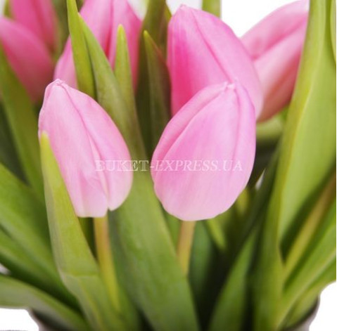 Тюльпан рожевий 3 доставка квітів