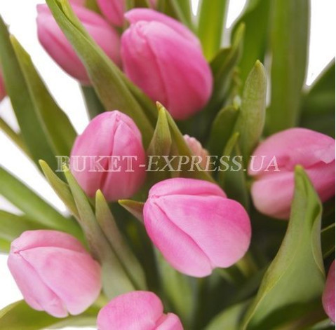 Тюльпан рожевий 4 доставка квітів