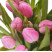 Тюльпан рожевий 4 доставка квітів ракурс