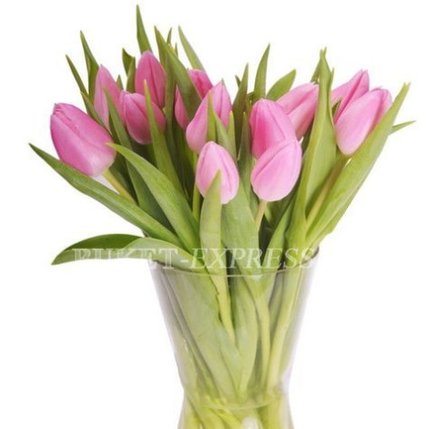 Тюльпан рожевий 1 доставка квітів