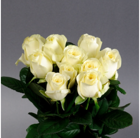 Rosa Ivanna 2 Flower delivery
