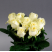 Rosa Ivanna 2 Flower delivery foreshortening