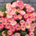 Rose Northagen Abbey Flower delivery foreshortening Rose Northagen Abbey 1 Flower delivery foreshortening