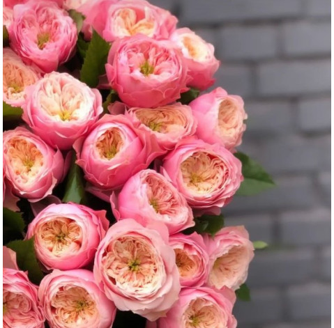 Rose Northagen Abbey 2 Flower delivery