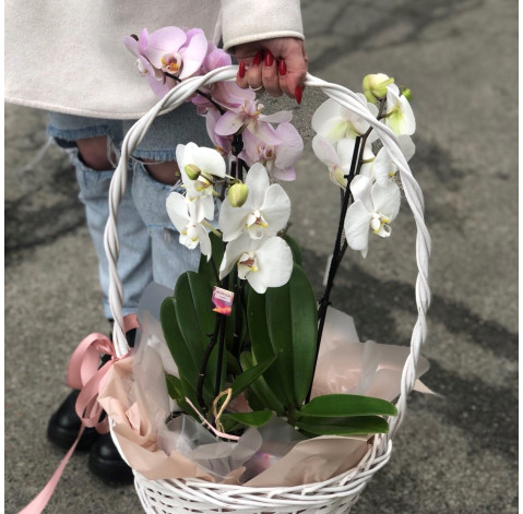 Basket of orchids 2 Flower delivery