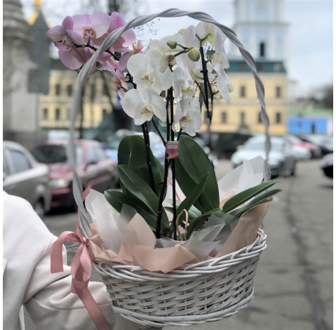 Basket of orchids 3 Flower delivery