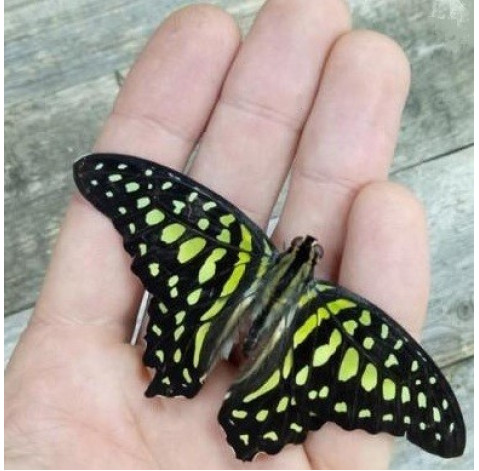 Butterfly Graphium Agamemnon 2 Flower delivery