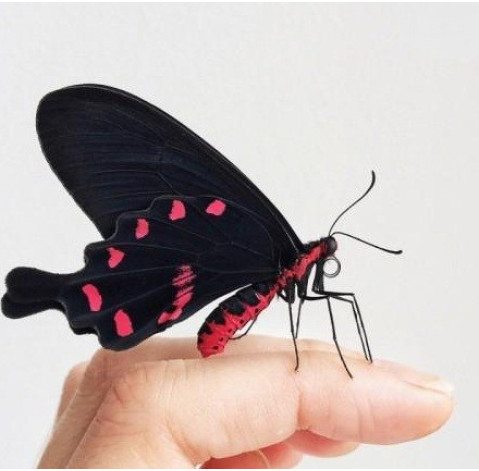 Метелик Коцебу 2 доставка квітів