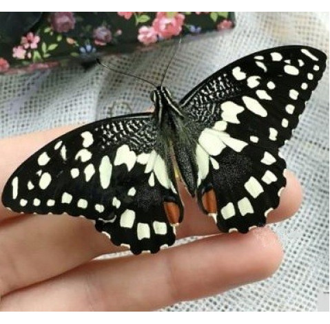 Бабочка Лайм 2 доставка цветов