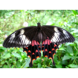 Метелик Політ доставка квітів