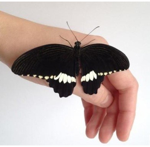 Метелик Політ 2 доставка квітів