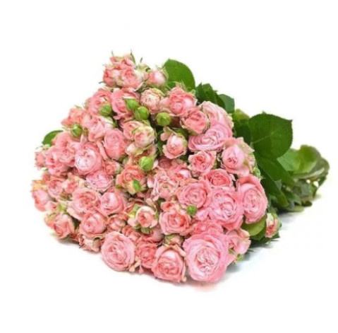 Роза Мадам Бомбастик 30-40 см 2 доставка квітів