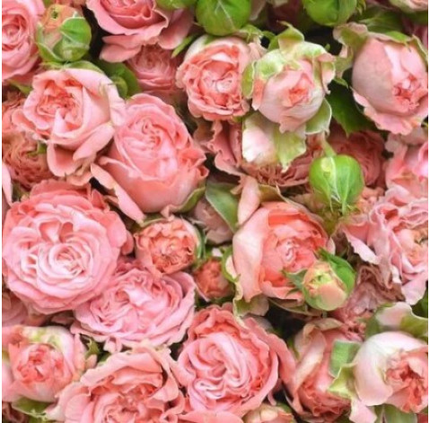 Роза Мадам Бомбастик 30-40 см 3 доставка квітів