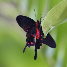 Метелик Коцебу доставка квітів