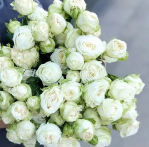 Роза Міс Бомбастик 30-40 см 2 доставка квітів