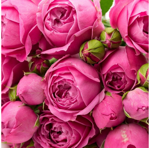 Роза Місті Баблс 30-40 см 2 доставка квітів