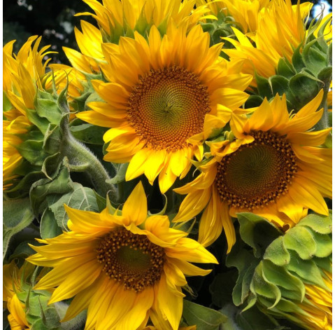 Букет 21 соняшник (місцевий) 4 доставка квітів