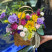 Flower arrangement Summer symphony Flower delivery foreshortening Flower arrangement Summer symphony 1 Flower delivery foreshortening