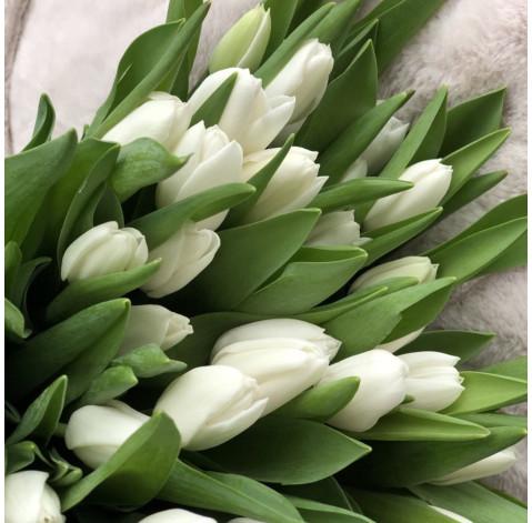 Тюльпан білий 2 доставка квітів