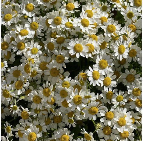 Букет 25 ромашок танацетум 4 доставка квітів