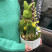 Easter composition Rabbit Flower delivery foreshortening Easter composition Rabbit 1 Flower delivery foreshortening