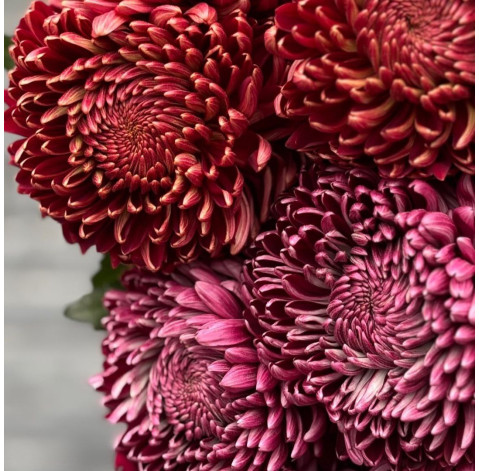 Chrysanthemum Curlers 2 Flower delivery