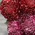 Chrysanthemum Curlers Flower delivery foreshortening Chrysanthemum Curlers 2 Flower delivery foreshortening