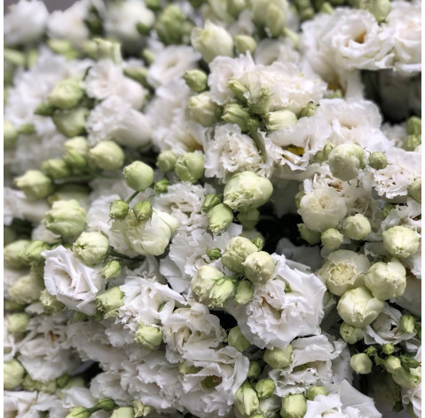 Букет из 51 эустомы 3 доставка цветов