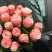 Rose Madam Bombastic 30-40 cm (one bud) Flower delivery foreshortening Rose Madam Bombastic 30-40 cm (one bud) 4 Flower delivery foreshortening