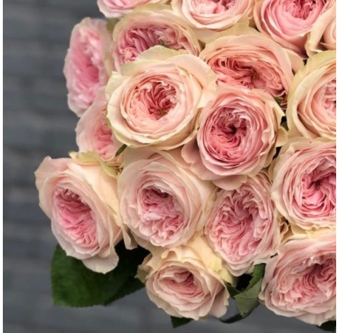 Rosa Bal Summerhouse 2 Flower delivery