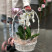 Basket of orchids 1 Flower delivery foreshortening