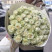 Bouquet 51 roses Mondial 2 Flower delivery foreshortening