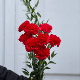 Bouquet of 8 red carnations Flower delivery Bouquet of 8 red carnations Flower delivery