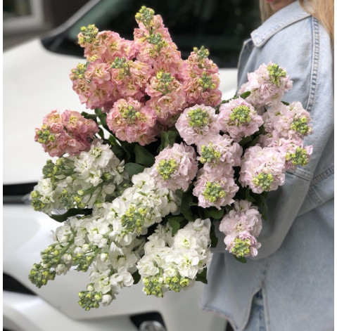 Mattiola 2 Flower delivery