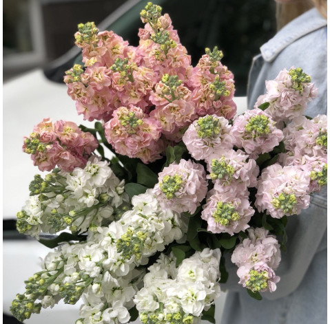 Mattiola 3 Flower delivery