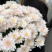 Bouquet of 11 chrysanthemums Pastella 3 Flower delivery foreshortening
