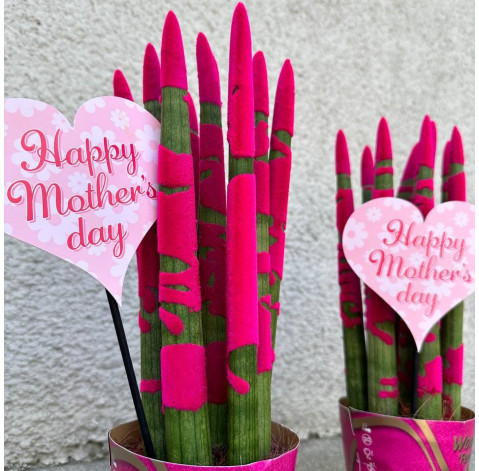 Sansevieria cylindrical 2 Flower delivery