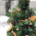 Cinnamon Christmas Tree Flower delivery foreshortening Cinnamon Christmas Tree 1 Flower delivery foreshortening