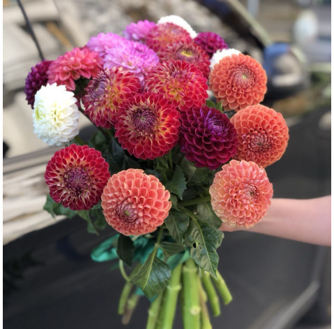 Георгина доставка цветов Георгина 3 доставка цветов