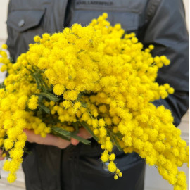 Мімоза доставка квітів